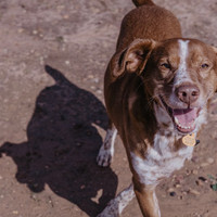 BEETHOVEN, Hund, Mischlingshund in Spanien - Bild 12