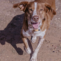 BEETHOVEN, Hund, Mischlingshund in Spanien - Bild 13