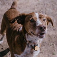 BEETHOVEN, Hund, Mischlingshund in Spanien - Bild 15