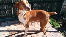 BEETHOVEN, Hund, Mischlingshund in Spanien - Bild 17