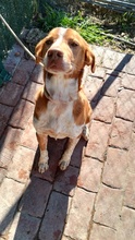 BEETHOVEN, Hund, Mischlingshund in Spanien - Bild 19