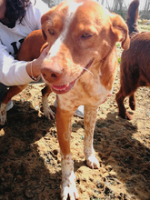 BEETHOVEN, Hund, Mischlingshund in Spanien - Bild 2