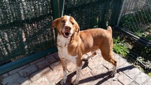 BEETHOVEN, Hund, Mischlingshund in Spanien - Bild 20