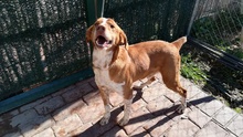 BEETHOVEN, Hund, Mischlingshund in Spanien - Bild 21