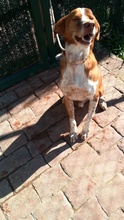 BEETHOVEN, Hund, Mischlingshund in Spanien - Bild 22