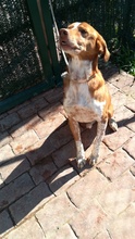 BEETHOVEN, Hund, Mischlingshund in Spanien - Bild 23
