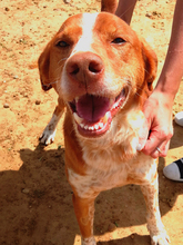 BEETHOVEN, Hund, Mischlingshund in Spanien - Bild 3