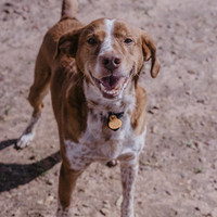 BEETHOVEN, Hund, Mischlingshund in Spanien - Bild 7
