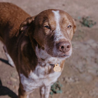 BEETHOVEN, Hund, Mischlingshund in Spanien - Bild 8
