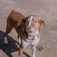 BEETHOVEN, Hund, Mischlingshund in Spanien - Bild 9