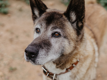 YAKO, Hund, Mischlingshund in Spanien - Bild 1