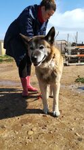 YAKO, Hund, Mischlingshund in Spanien - Bild 10
