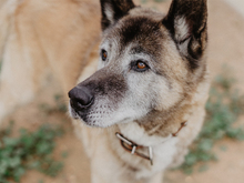 YAKO, Hund, Mischlingshund in Spanien - Bild 12