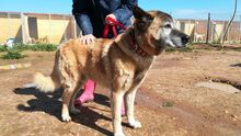 YAKO, Hund, Mischlingshund in Spanien - Bild 13