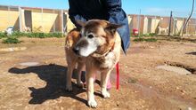 YAKO, Hund, Mischlingshund in Spanien - Bild 14