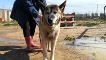 YAKO, Hund, Mischlingshund in Spanien - Bild 15