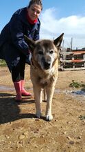 YAKO, Hund, Mischlingshund in Spanien - Bild 16