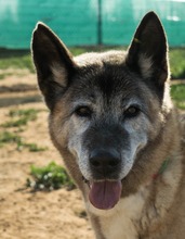 YAKO, Hund, Mischlingshund in Spanien - Bild 2
