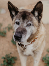 YAKO, Hund, Mischlingshund in Spanien - Bild 3