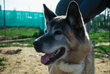 YAKO, Hund, Mischlingshund in Spanien - Bild 4