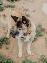 YAKO, Hund, Mischlingshund in Spanien - Bild 6
