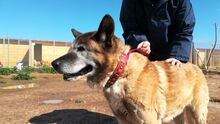 YAKO, Hund, Mischlingshund in Spanien - Bild 8
