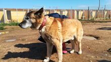 YAKO, Hund, Mischlingshund in Spanien - Bild 9