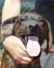 PARRIS, Hund, Mischlingshund in Italien - Bild 1