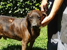 PARRIS, Hund, Mischlingshund in Italien - Bild 2