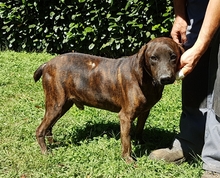 PARRIS, Hund, Mischlingshund in Italien - Bild 3