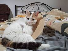 LOLA, Katze, Hauskatze in Bulgarien - Bild 5