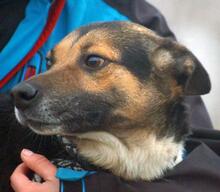 CAPTAINHOOK, Hund, Mischlingshund in Ungarn - Bild 3