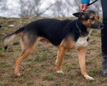 CAPTAINHOOK, Hund, Mischlingshund in Ungarn - Bild 4