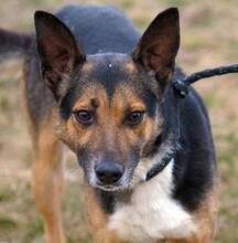 CAPTAINHOOK, Hund, Mischlingshund in Ungarn - Bild 5