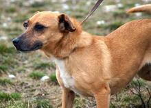 MORZSI, Hund, Mischlingshund in Ungarn - Bild 2