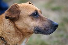 MORZSI, Hund, Mischlingshund in Ungarn - Bild 4