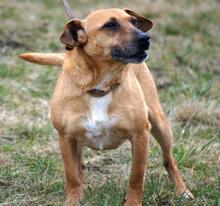 MORZSI, Hund, Mischlingshund in Ungarn - Bild 5