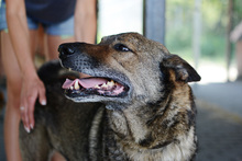 WILUS, Hund, Mischlingshund in Velen - Bild 10