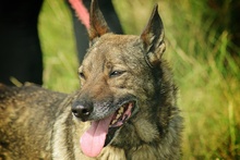 WILUS, Hund, Mischlingshund in Velen - Bild 11