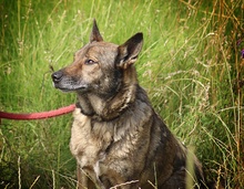 WILUS, Hund, Mischlingshund in Velen - Bild 13