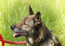 WILUS, Hund, Mischlingshund in Velen - Bild 14