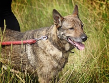 WILUS, Hund, Mischlingshund in Velen - Bild 15