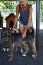 WILUS, Hund, Mischlingshund in Velen - Bild 16
