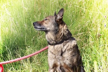 WILUS, Hund, Mischlingshund in Velen - Bild 17