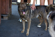 WILUS, Hund, Mischlingshund in Velen - Bild 19