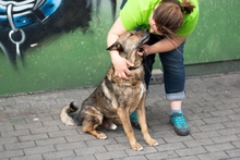 WILUS, Hund, Mischlingshund in Velen - Bild 2