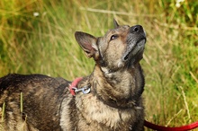 WILUS, Hund, Mischlingshund in Velen - Bild 21
