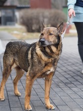 WILUS, Hund, Mischlingshund in Velen - Bild 3