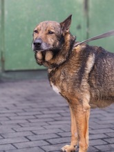 WILUS, Hund, Mischlingshund in Velen - Bild 4