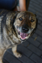 WILUS, Hund, Mischlingshund in Velen - Bild 8